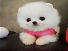 本溪博美犬領養(yǎng)指南 開啟寵物生活新篇章